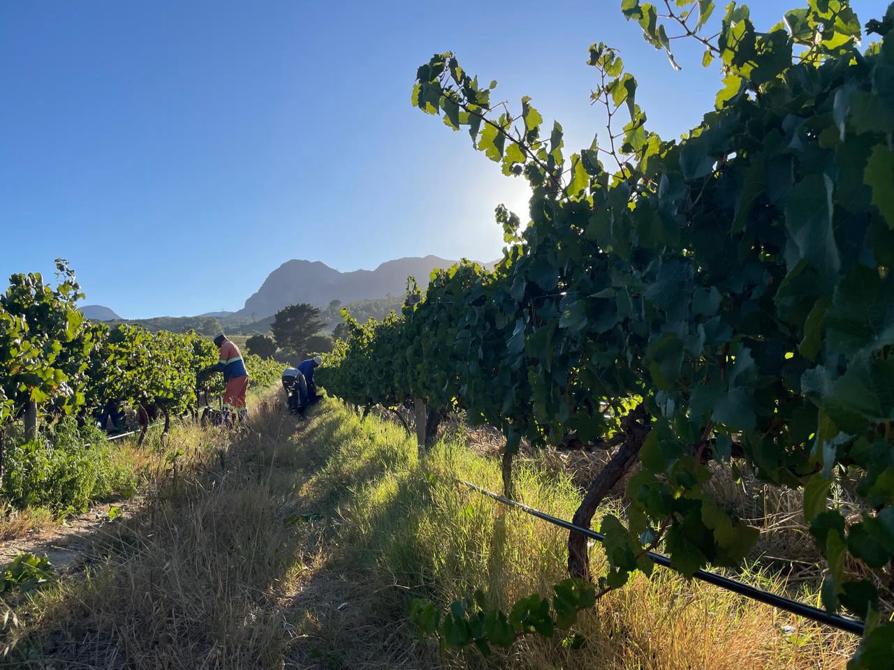 PAARL,WELLINGTON,accommodation, boutique, SELF CATERING, WINE-AFFORDABLE